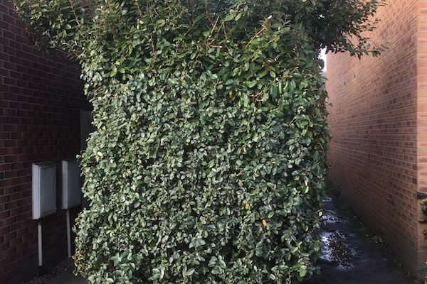 removing an overgrown hedgerow in Wirral.