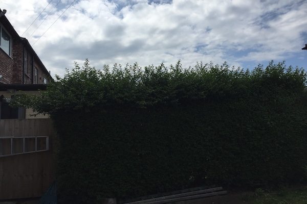 overgrown hedge,