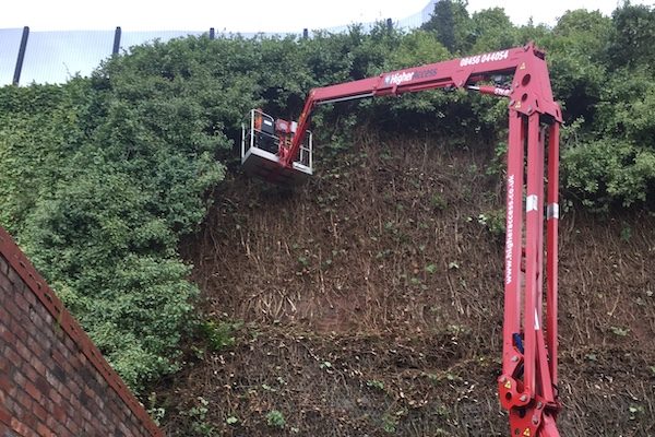 removing ivy from building.
