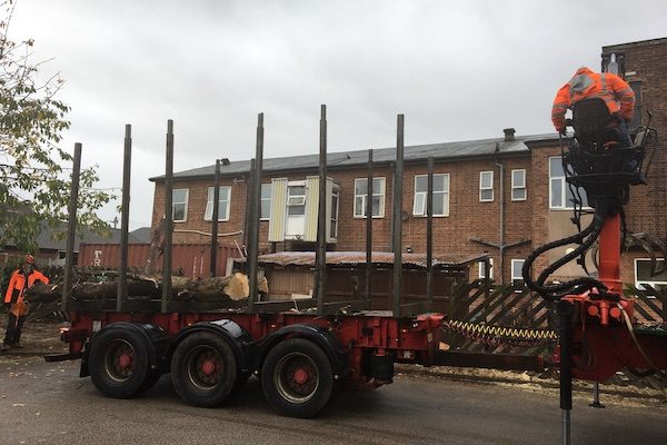 site clearance and timber removal