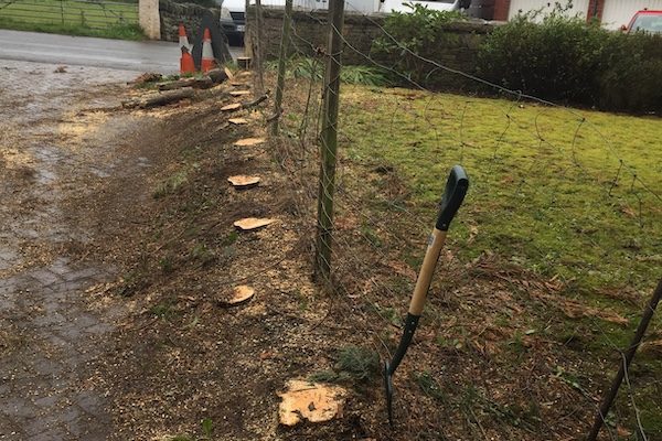 Stump grinding before.