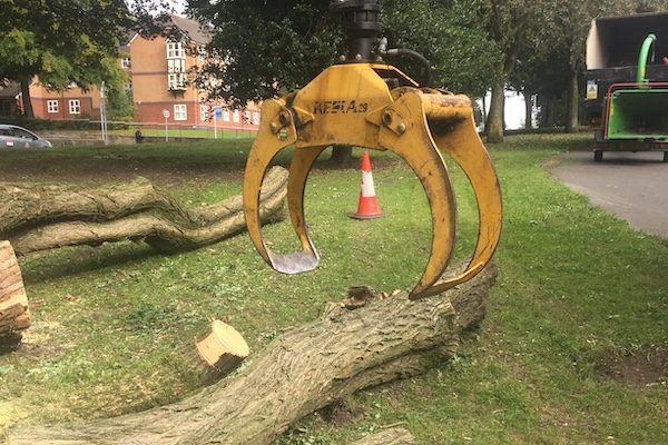 professional tree services with timber removal lorry.