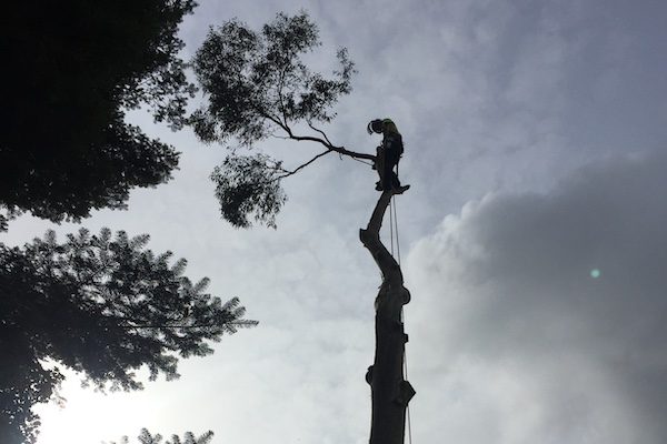 tree felling services in Chester.
