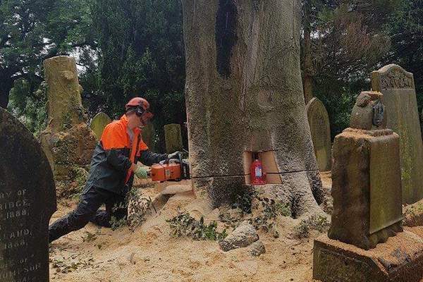 Tree felling services in Wirral.