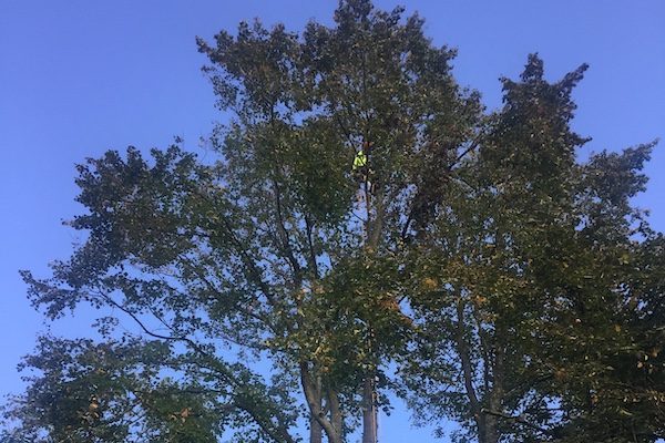 tree surgeons in Wirral.