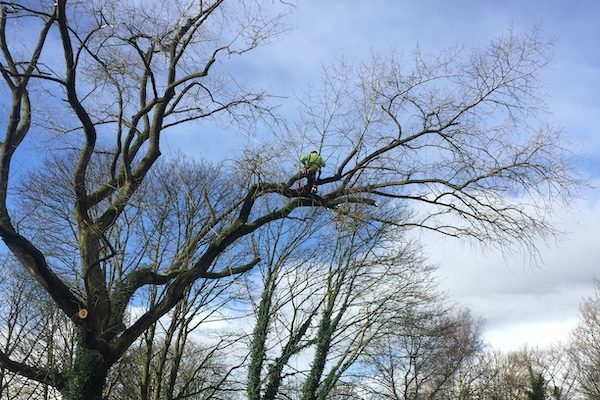 tree surgery services in Liverpool.