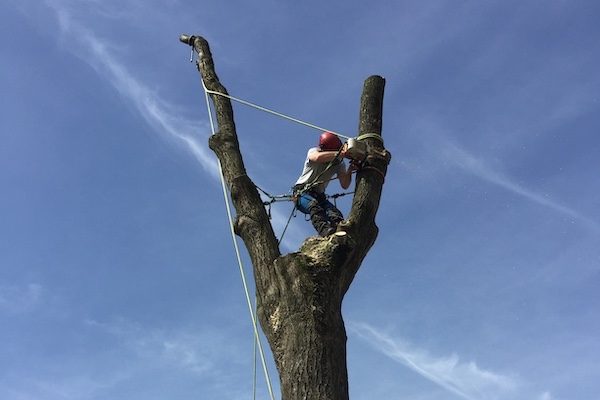 tree surgery and removals