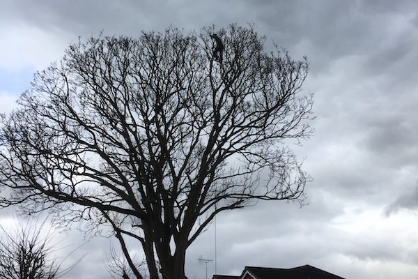 tree reductions by professional tree surgeons in Wirral