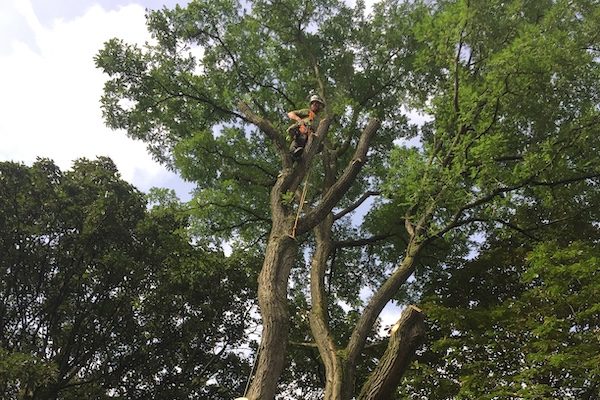 tree surgery services in Chester.