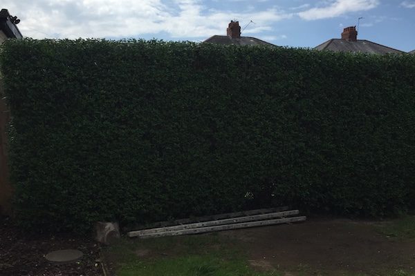 hedge trimming in Wirral.